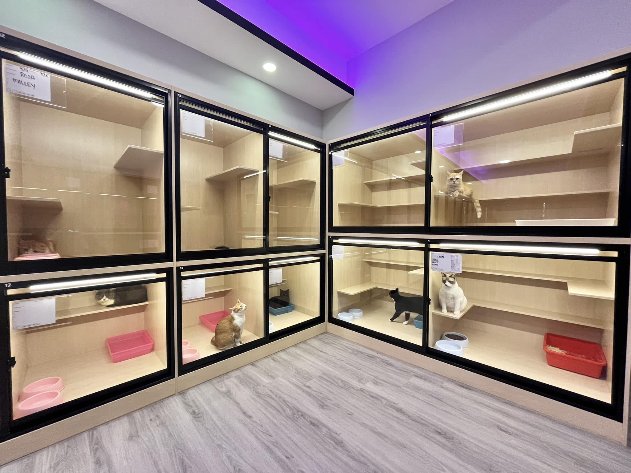Bright and modern cat hotel interior .